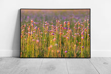 Laad de afbeelding in galerijviewer, Allium Angulosum Purple Mouse Garlic Summer Meadow Flower In The Sun Wall Art Print on Paper Framed Picture print
