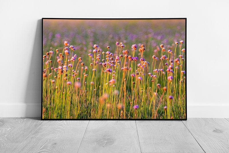 Allium Angulosum Purple Mouse Garlic Summer Meadow Flower In The Sun Wall Art Print on Paper Framed Picture print